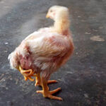 Kiloknaller voor driepersoons huishoudens mogelijk gat in de markt: “Wees er als de kippen bij!”